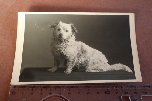Tolles altes foto portrait - altes,