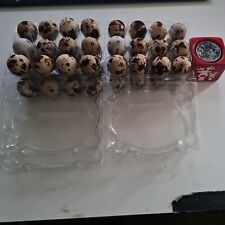 Wachteleier Frische Speiseeier