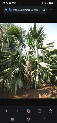 Sabal palmetto lisa palme - "lisa",,