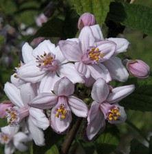 Rosendeutzie 40-60cm - Deutzia