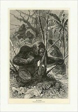 Der Gorilla Tiere Urwald F. Specht Bäume Affen Ananas Palme Holzstich A 0195