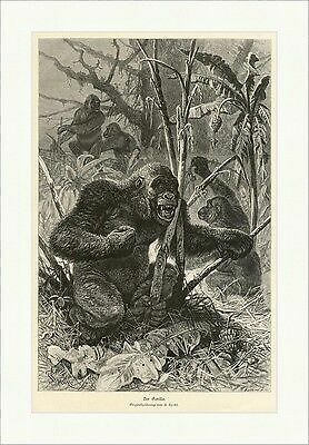 Der gorilla tiere - tiere, f