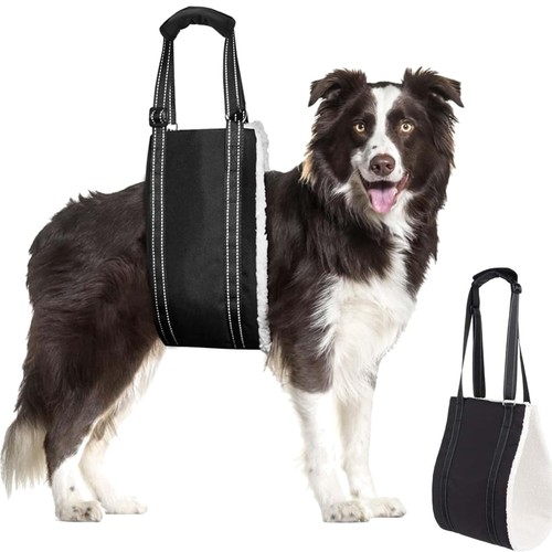 Hund tragehilfe - hund,