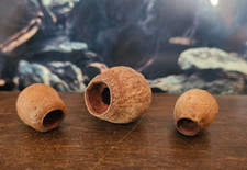 1x Eukalyptus Kapsel Shelter 2-3,5cm Nano Deko Unterschlupf Garnelen Aquarium