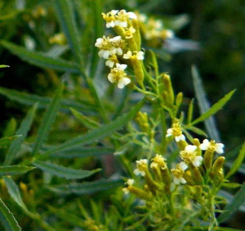 Tagetes minuta huacatay - huacatay,