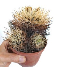 Pyrrhocactus pulchellus var