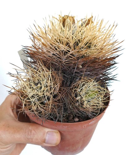 Pyrrhocactus pulchellus var