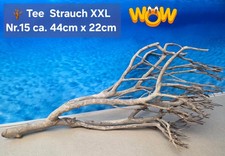 🪴 XXL Tee Strauch Aquarium