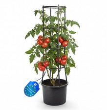 Tomatentopf mit rankhilfe - mit, xl