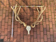 Kapitales Rothirschgeweih, 14-Ender mit Kunstschädel aus Metall