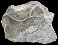 Silur  Calliocrinus sp