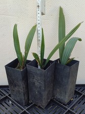 3x Jungpalmen Sabal minor Palmen