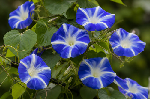 Ipomoea tricolor ismay - 🌱,