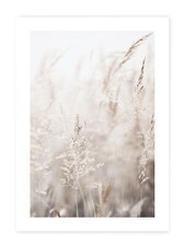 Kunstdruck Schilf Pampasgras