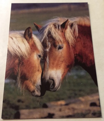 Djh haflinger pferde horse - djh,