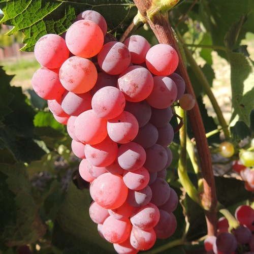 Weinrebe somerset eine - somerset,
