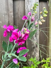 STAUDEN-WICKE, Kletterpflanze, mehrjährig, Blumensamen, juhuuBlumen