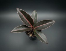 NatureHolic Labisia sp. Raun