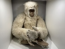 Steiff Tier Sammler Stofftier