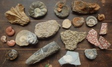 Fossilien Ammonit Phylloceras