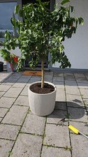 Zitronenbaum 