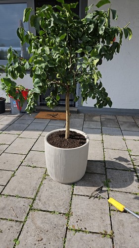 Zitronenbaum - ,