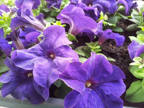 Petunien petunia - *, *