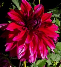 Dahlien rhizome babylon - dahlien‑rhizome,