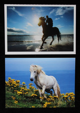2 Postkarten Island Pony,Isländer,Pferd,Pferde,Pferdepostkarte,AK,Ansichtskarte