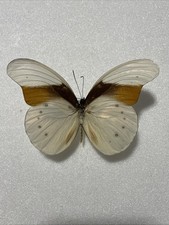 Entomologie*Taenaris