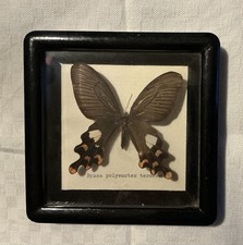 Schmetterling Hinter Glas