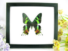 Madagascar Sunset - echter