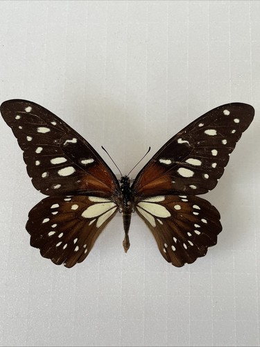 Entomologie papilio rex - entomologie*papilio,