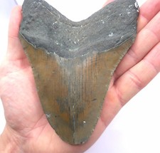 13,2 cm Kantenlänge. Großer und schwerer Megalodon Haizahn Fossil Hai Zahn Meg