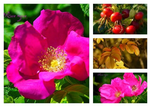 Rosa rugosa pinke sylter - rosa, rugosa~pinke