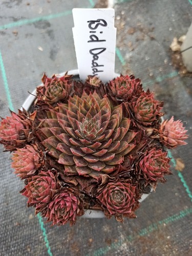 Sempervivum bid daddy - 1x,