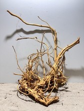 Drachenwurzel, Curl Wurzel