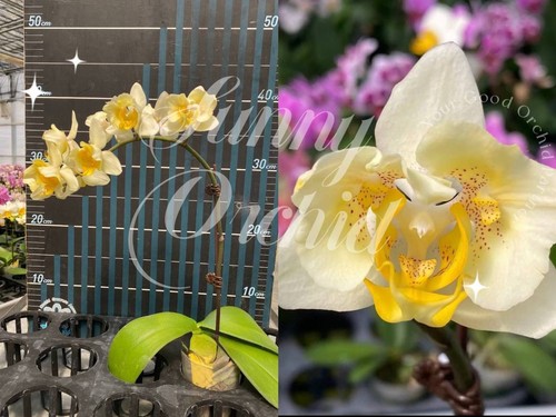 Taiwan orchidee phalaenopsis - taiwan,