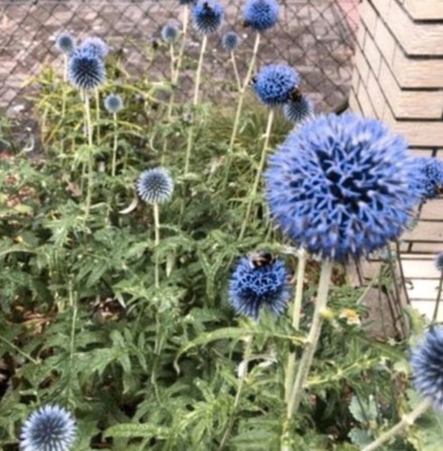 Kugeldistel edeldistel blau - kugeldistel/edeldistel, ca
