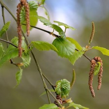 Hochstamm Birke Globus