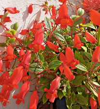 Seemannia nematanthodes, je fünf Rhizome