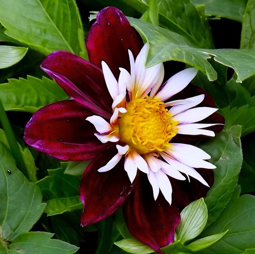 Dahlien - @,
