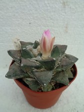 Ariocarpus retusus red flower