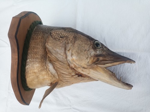 Tierpräparat fischpräparat - |,