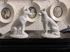 2 Windhunde in  weißen