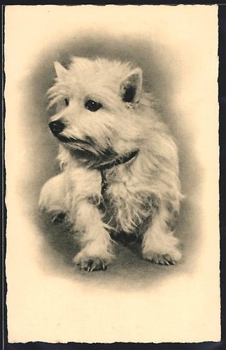Weisser terrier mit halsband - terrier,