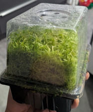 Sphagnum aus Zuchtraum, Beste