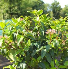 Mittelmeer Schneeball Viburnum Tinus 40 - 60 cm immergrün rosa / weiß