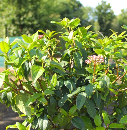 Mittelmeer schneeball viburnum - schneeball,