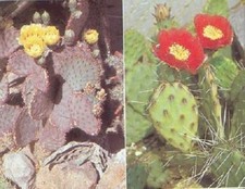 Feigenkaktus exotisch duftende